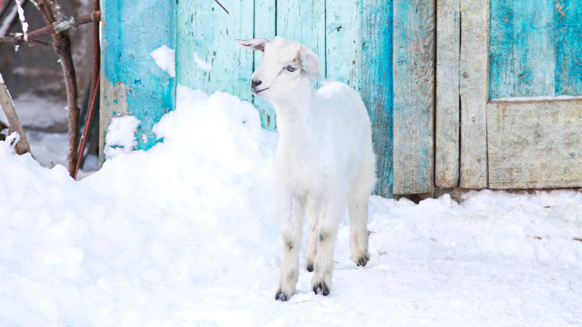 山羊 桌布 壁紙 — 一隻小白羊站在新鮮的雪地上，旁邊是經過風化的藍色木柵欄，冬日場景。