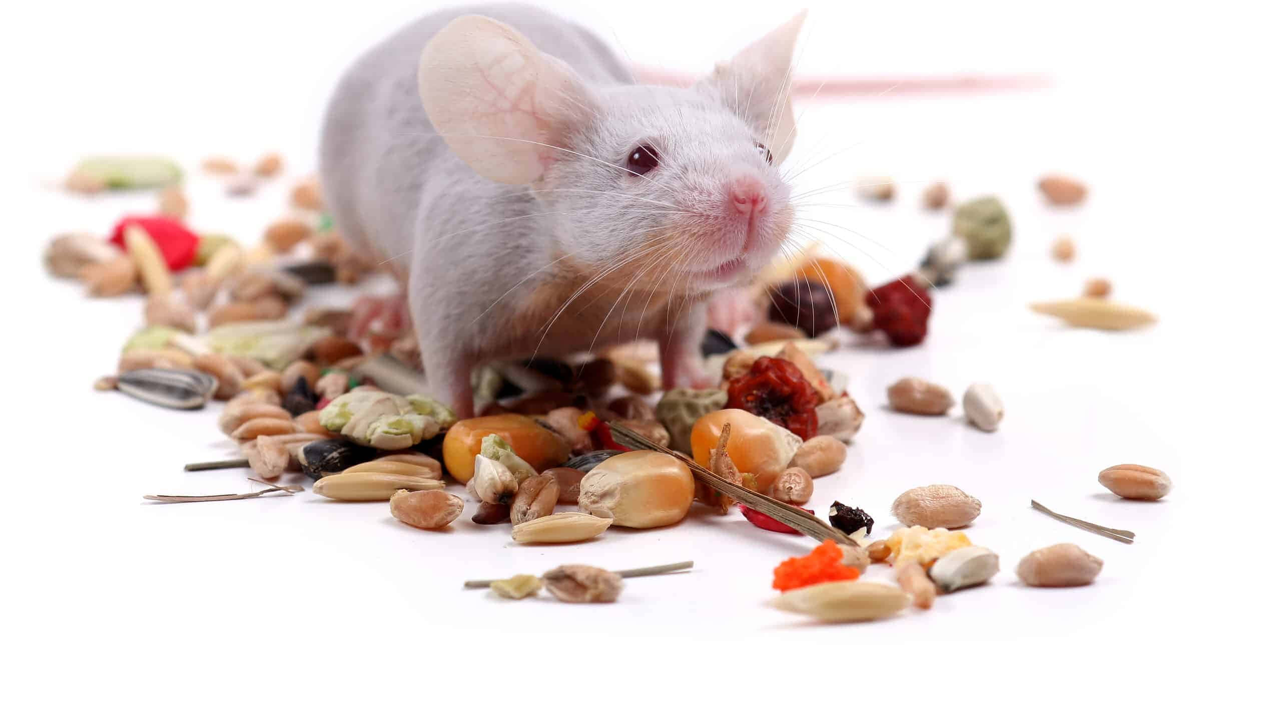 Mouse 桌布 壁紙 — 一隻小白鼠在明亮的白色背景上，在散落的彩色種子和堅果中警覺地站立。
