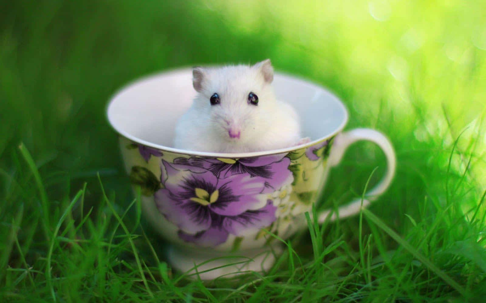 animals 桌布 壁紙 — 一隻小白鼠好奇地從一個放在翠綠草地上的花卉茶杯中探出頭來。
