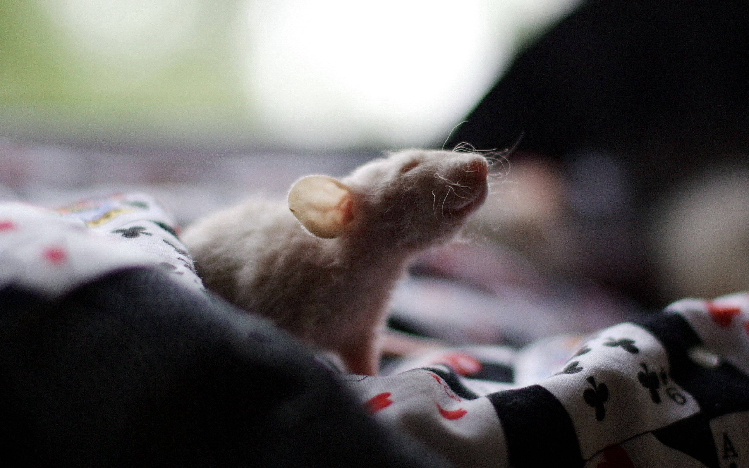 Rat 桌布 壁紙 — 一隻小白鼠帶有精緻的鬍鬚，躺在圖案毯子上，在柔和自然光中向上凝視。