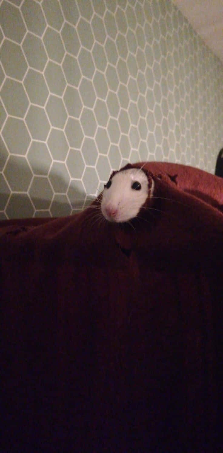 Rat 桌布 壁紙 — 一隻小白鼠從深棕色毯子下探出頭來，背景是淺綠色六角形圖案的牆壁。