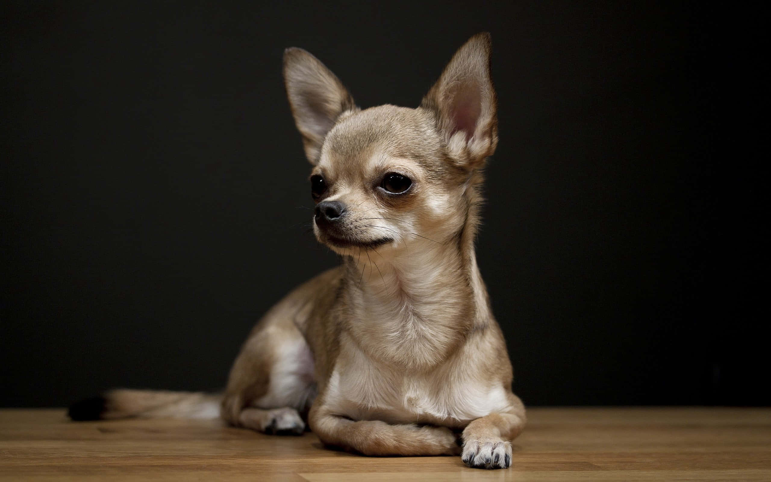 Chihuahua 桌布 壁紙 — 一隻小的淺褐色吉娃娃，有大耳朵，靜靜地坐在木地板上，背景是深色的。
