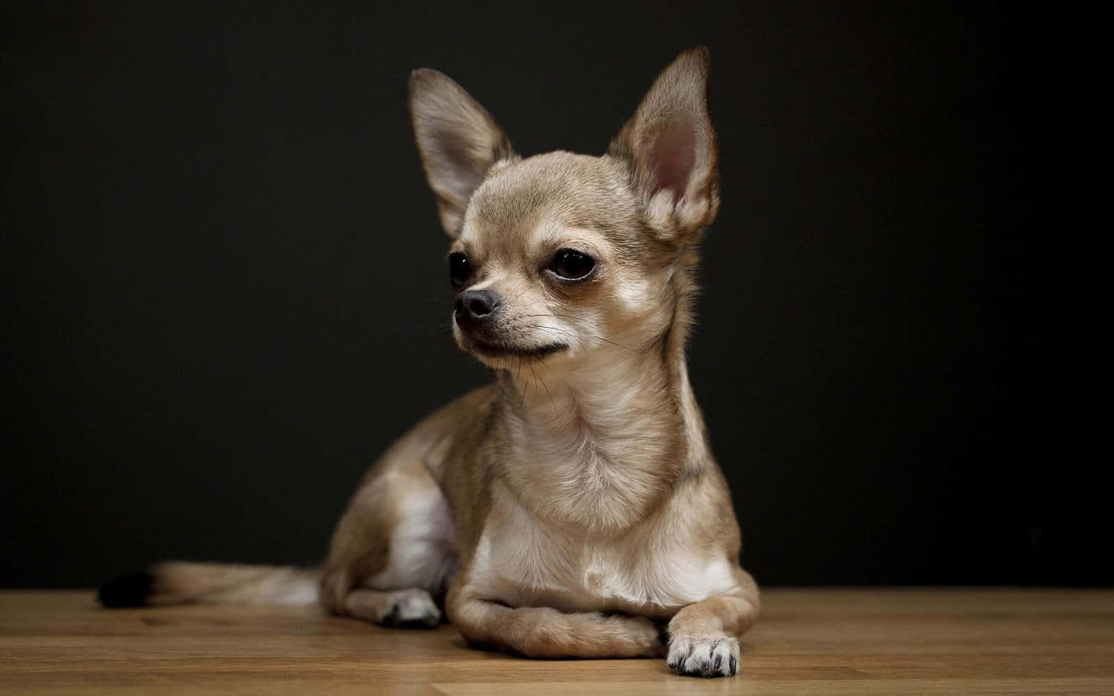 Chihuahua 桌布 壁紙 — 一隻小的淺褐色吉娃娃，有大耳朵，在深色背景的木地板上靜靜地坐著。