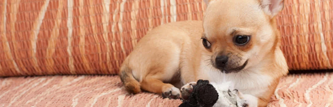 Teacup Chihuahua 桌布 壁紙 — 一隻小的淺褐色吉娃娃幼犬在條紋沙發上休息，專注地凝視著一個黑白絨毛玩具。