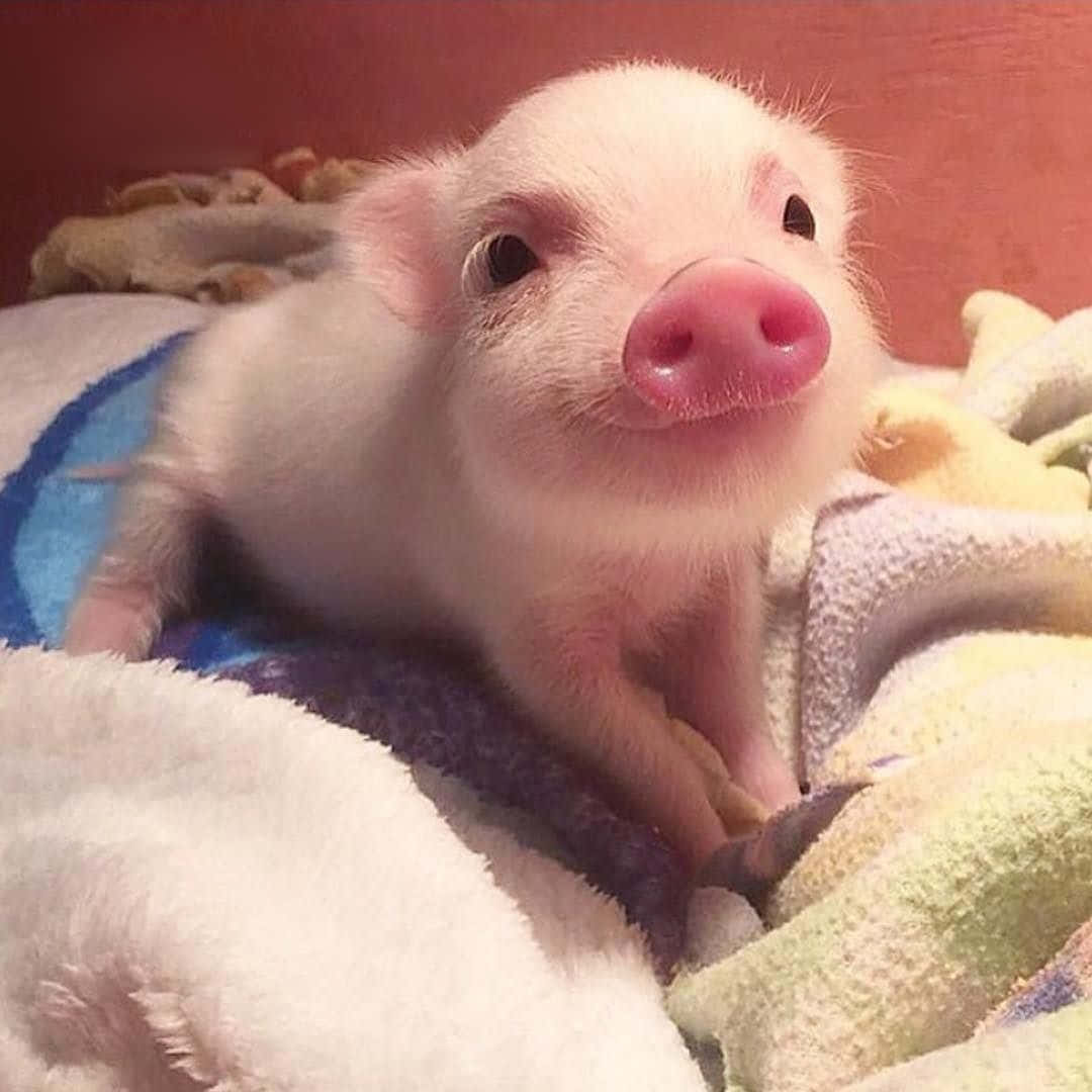 Piggy 桌布 壁紙 — 一隻小粉紅豬，毛髮柔軟，眼睛充滿好奇，舒適地躺在色彩繽紛的毛巾上。