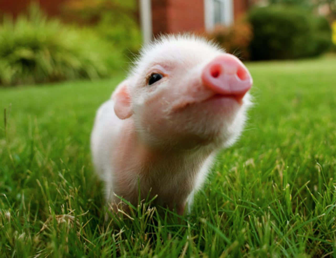 Piglet 桌布 壁紙 — 一隻小粉紅豬仔帶著好奇的表情站在充滿活力的綠色草地上，抬頭看著相機。