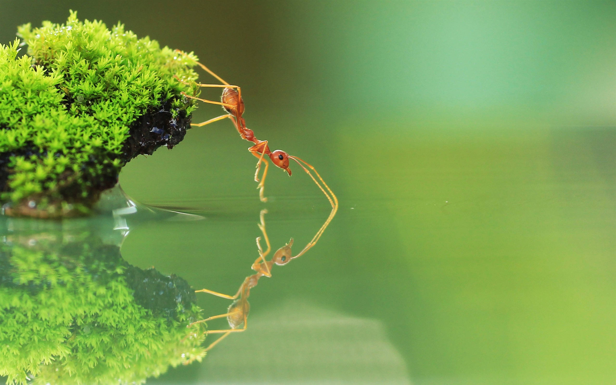 ant 桌布 壁紙 — 一隻小紅蟻爬在長滿苔蘚的岩石邊緣上，下方平靜的水面映照出它的倒影，呈現鮮明的綠色色調。