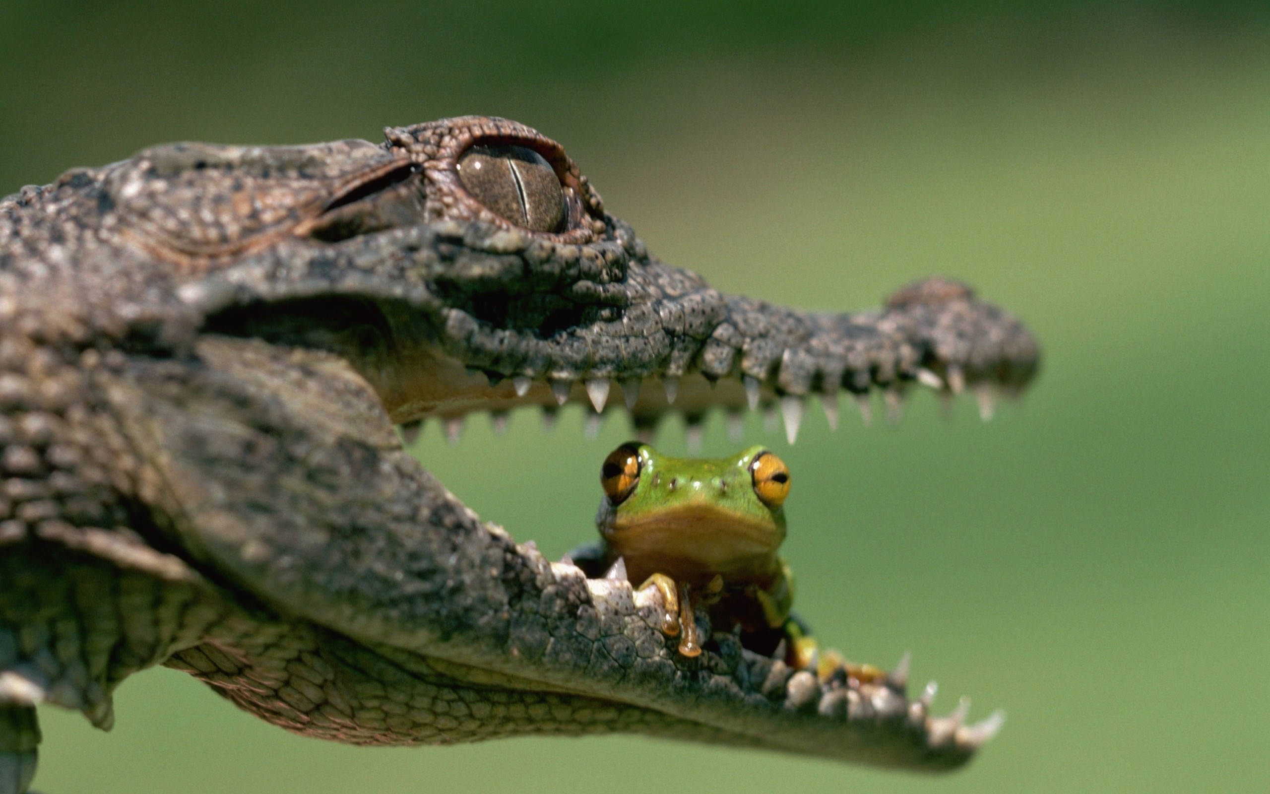 Frog 桌布 壁紙 — 一隻小綠樹蛙自信地棲息在鱷魚張開的下顎上，背景是柔和的綠色。