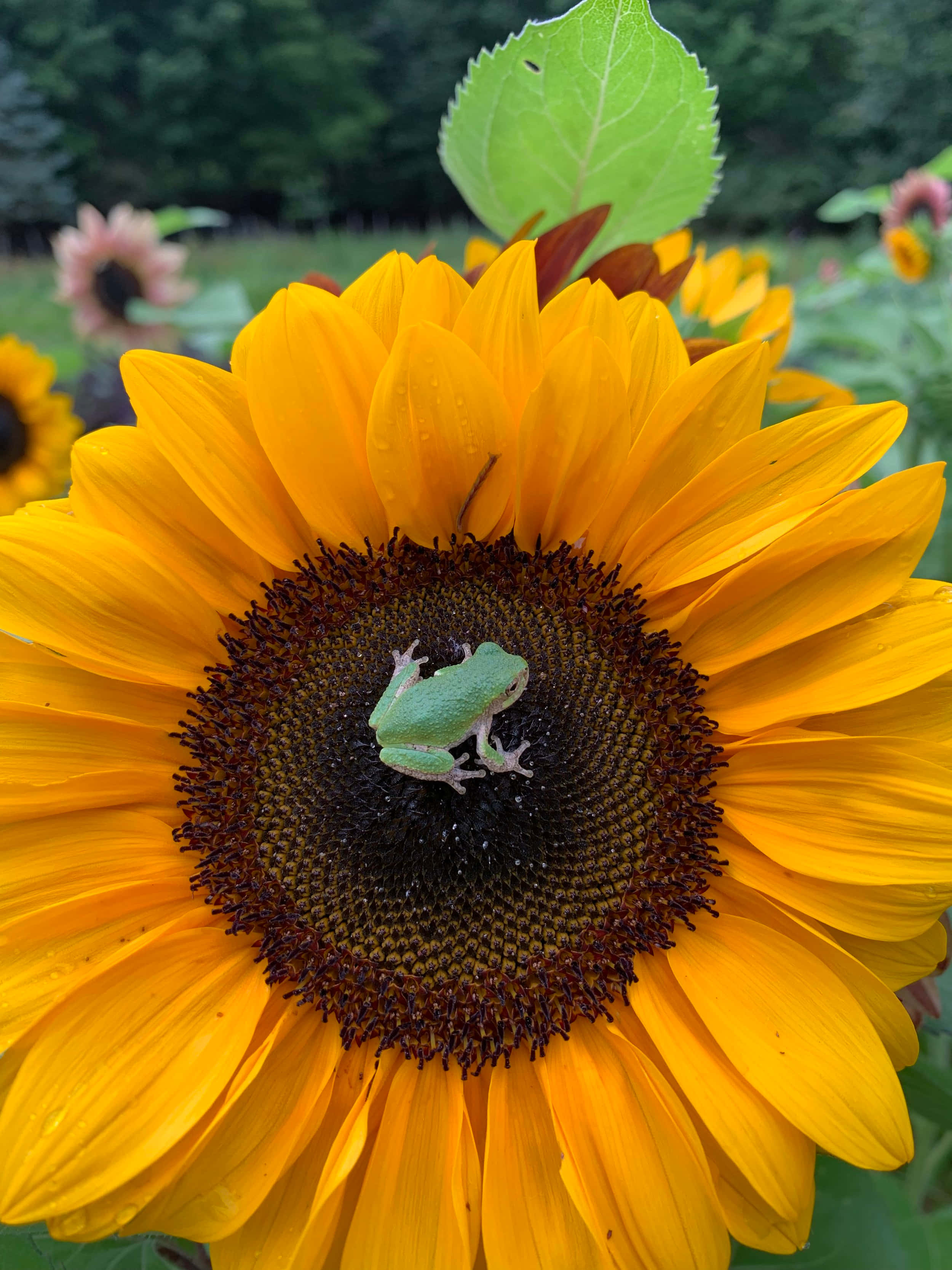 Beautiful Sunflower 桌布 壁紙 — 一隻小綠樹蛙輕柔地棲息在茂盛花園中一朵鮮黃色向日葵的深色中心上。