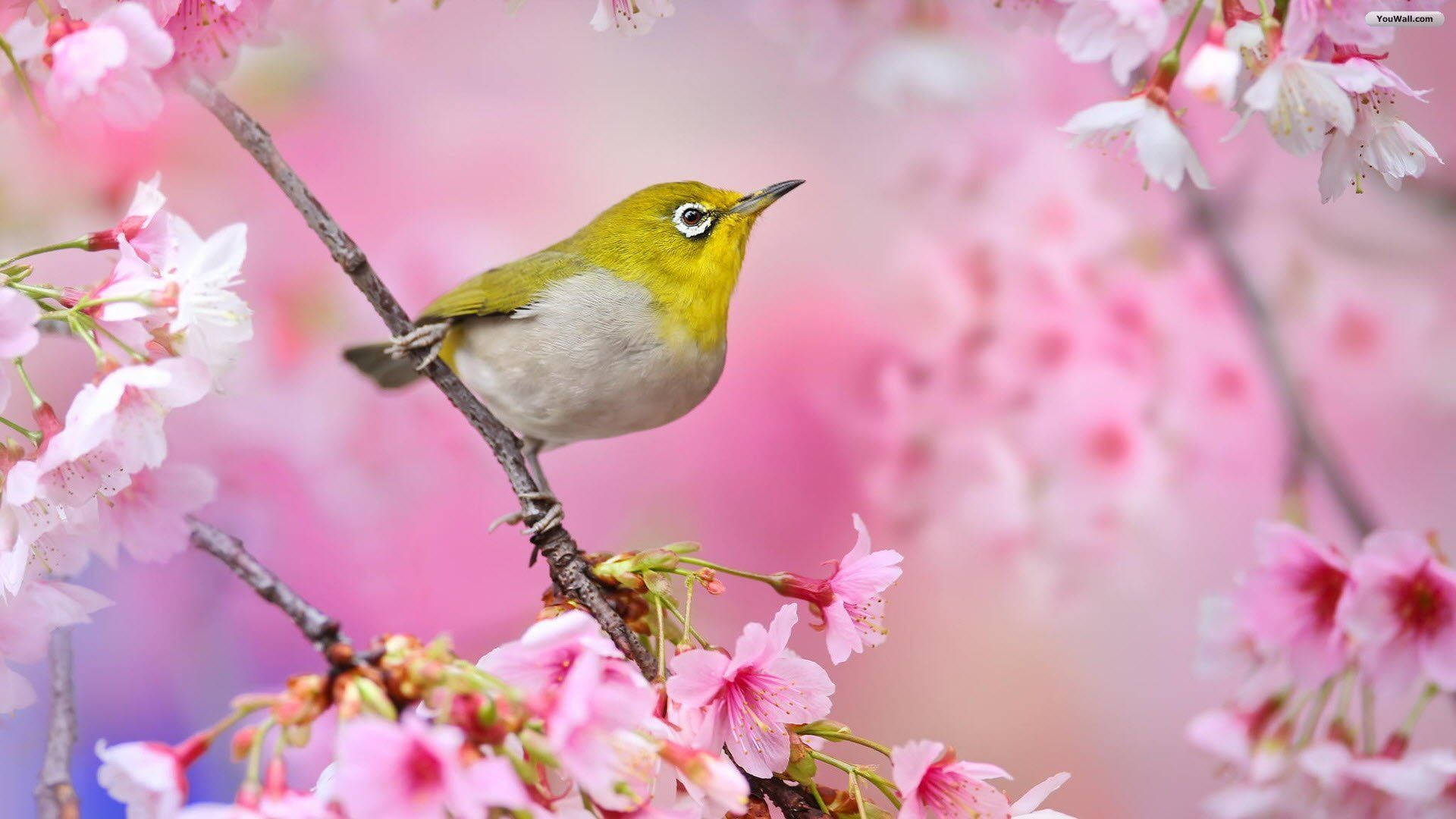 鳥 桌布 壁紙 — 一隻小綠鳥優雅地棲息在櫻花枝上，周圍環繞著柔和的粉紅色花朵。