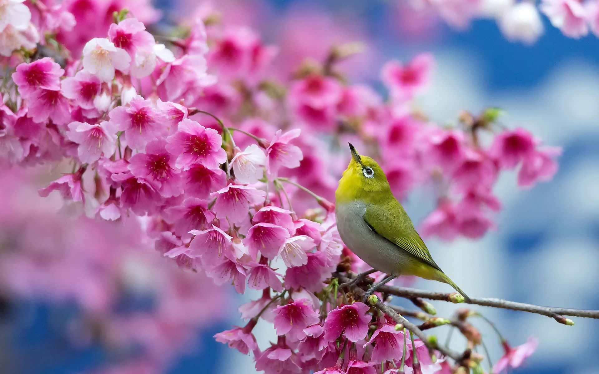 Spring Nature 桌布 壁紙 — 一隻小綠鳥優雅地棲息在開滿鮮豔粉紅色櫻花的樹枝上，背景是柔和的藍天。