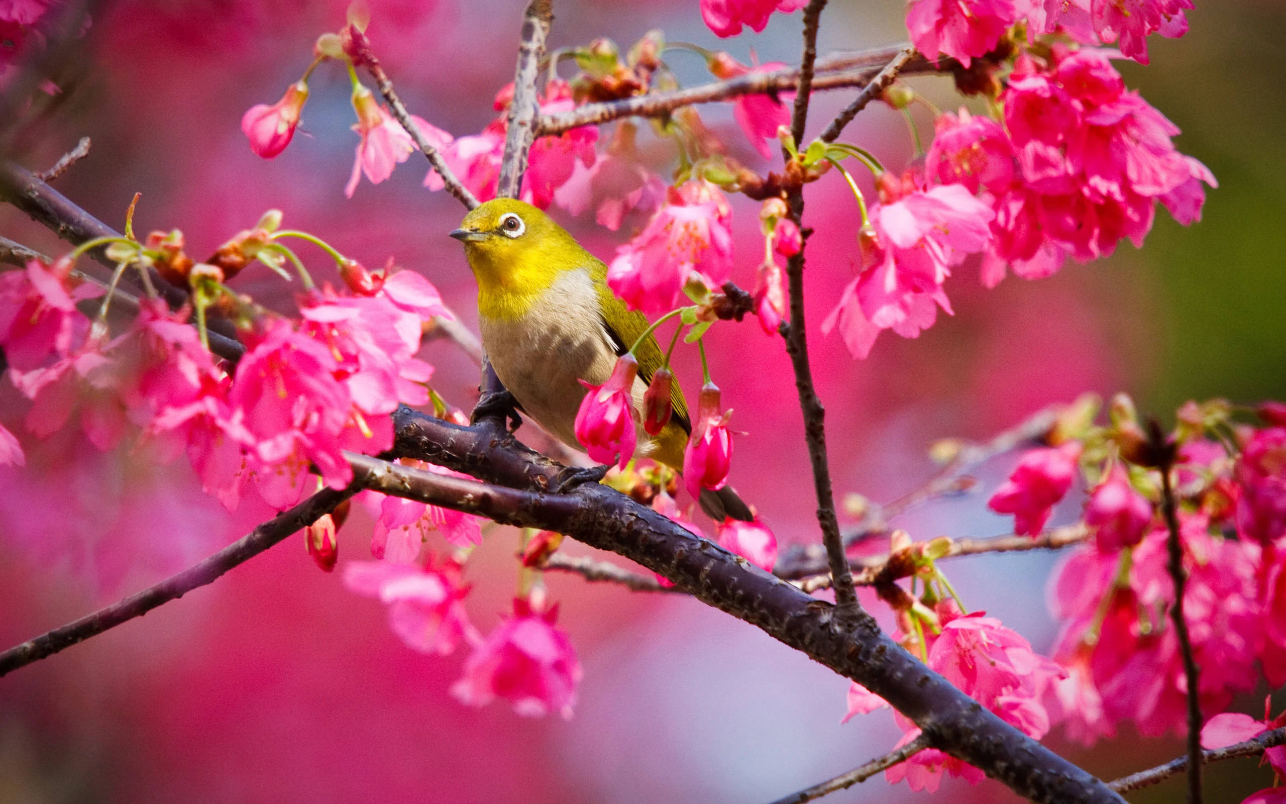 Yellow Bird 桌布 壁紙 — 一隻小綠鳥棲息在樹枝上，周圍是盛開的鮮豔粉紅色櫻花。