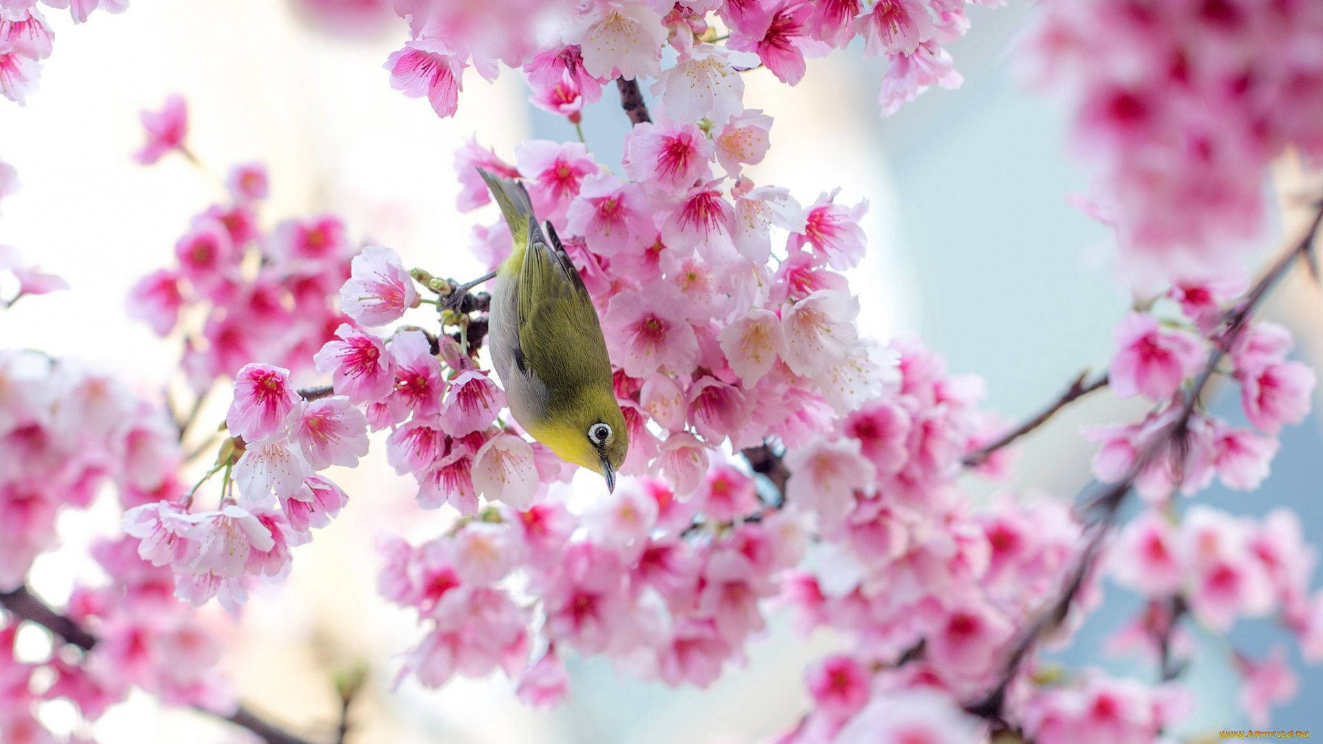 Cute Spring 桌布 壁紙 — 一隻小綠鳥輕巧地棲息在開滿柔軟粉紅櫻花的枝頭上，映襯著明亮的天空。