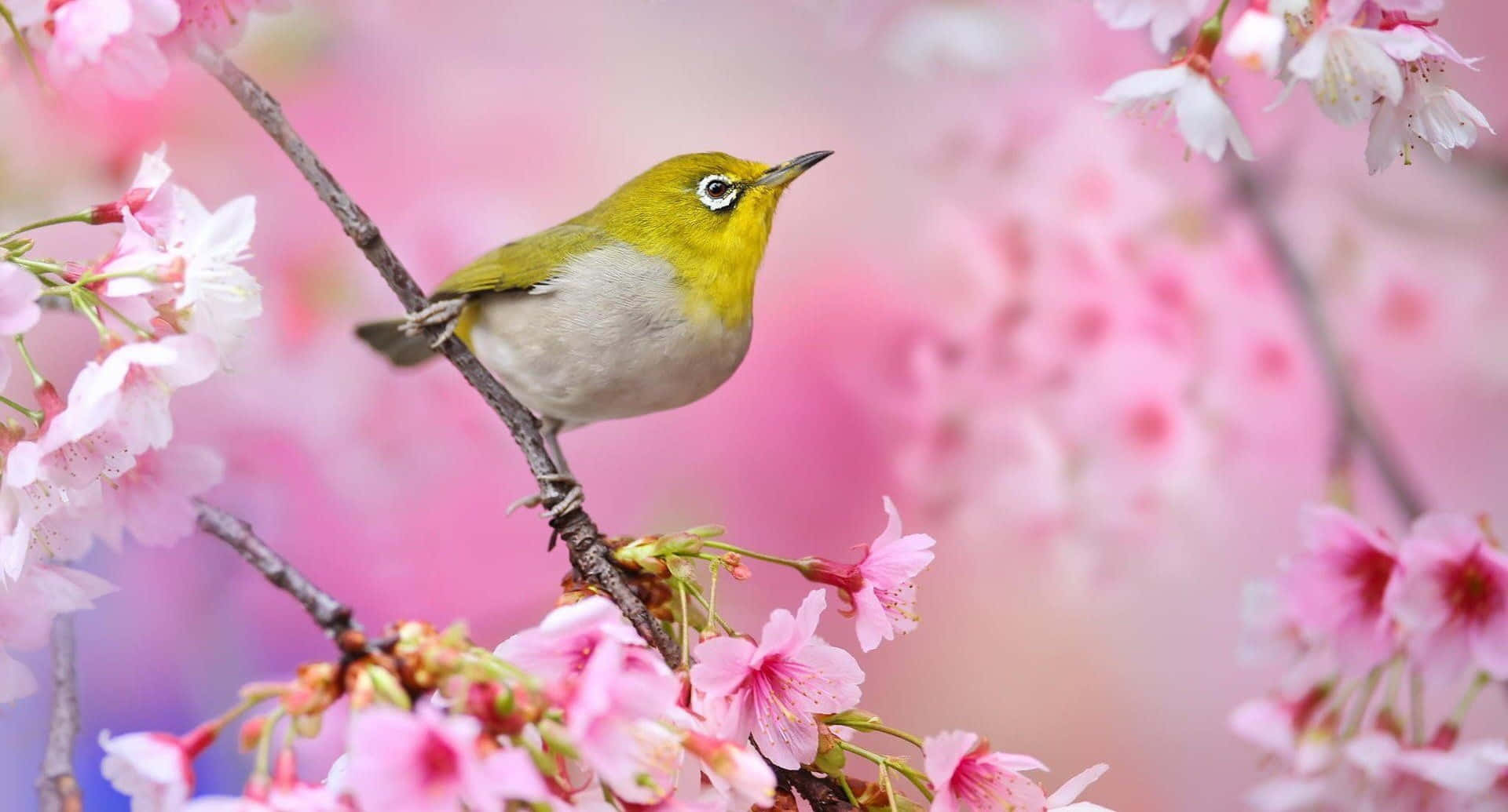 鳥 桌布 壁紙 — 一隻小綠鳥輕柔地棲息在櫻花枝上，周圍環繞著柔軟的粉紅色花瓣。