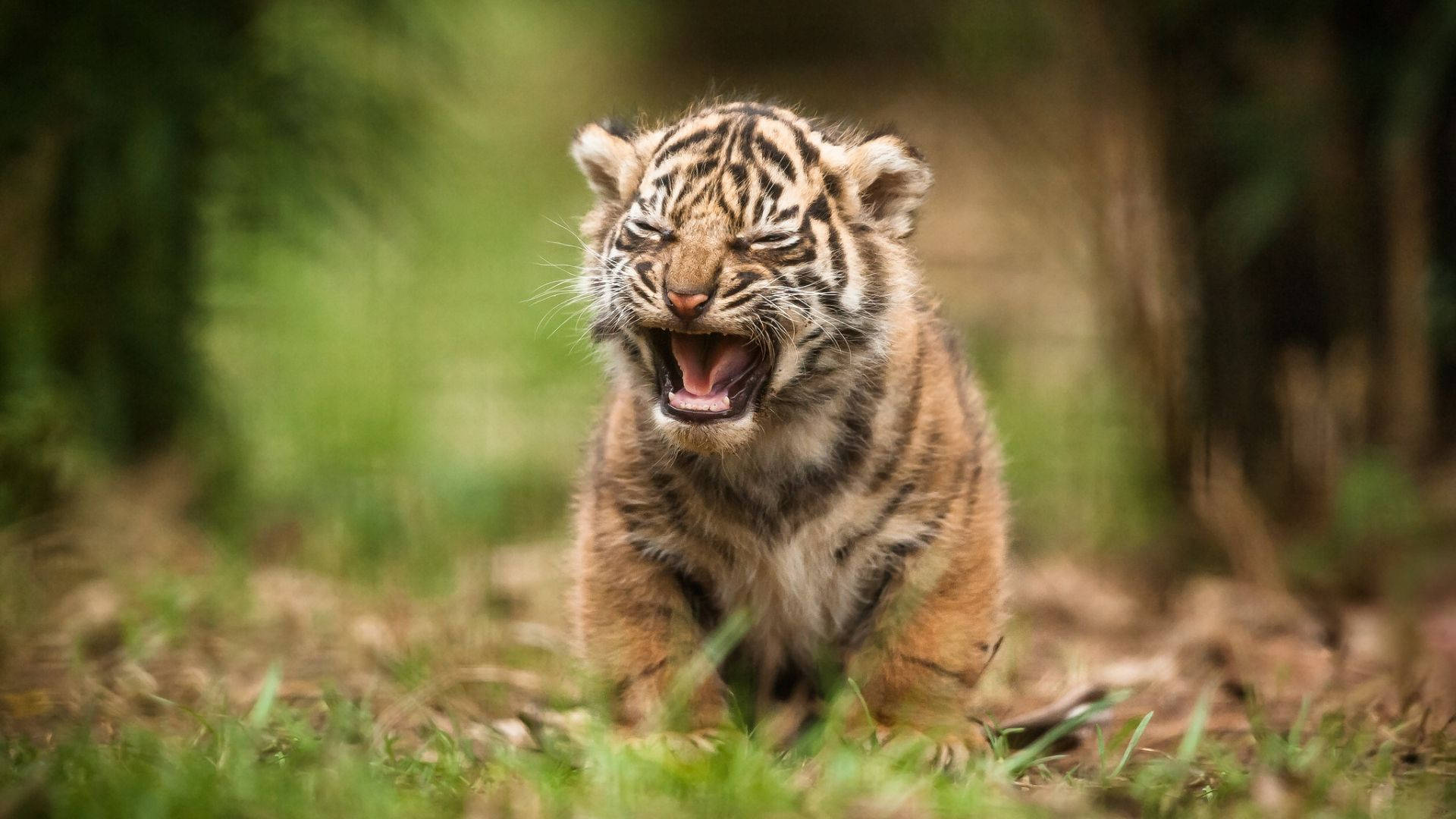 Baby Tiger 桌布 壁紙 — 一隻小老虎幼崽在陽光明媚、長滿草叢的森林空地中張大嘴巴打哈欠，身後是模糊的綠色樹葉。