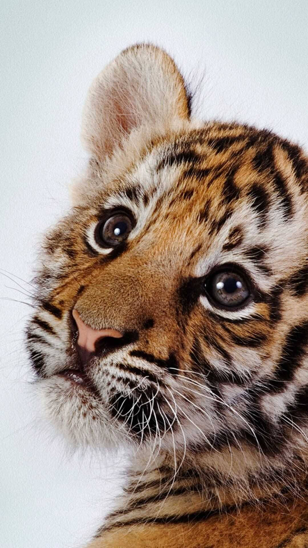 Baby Tiger 桌布 壁紙 — 一隻小老虎的特寫，有大大的好奇眼睛和柔軟的條紋毛，背景是純白色。