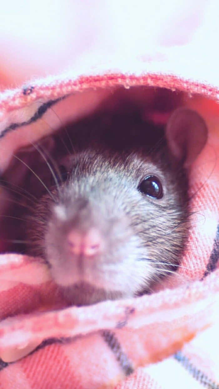 動物 桌布 壁紙 — 一隻小老鼠從柔軟的粉紅色格紋毛毯中探出頭來，帶著好奇的眼神的近距離特寫。