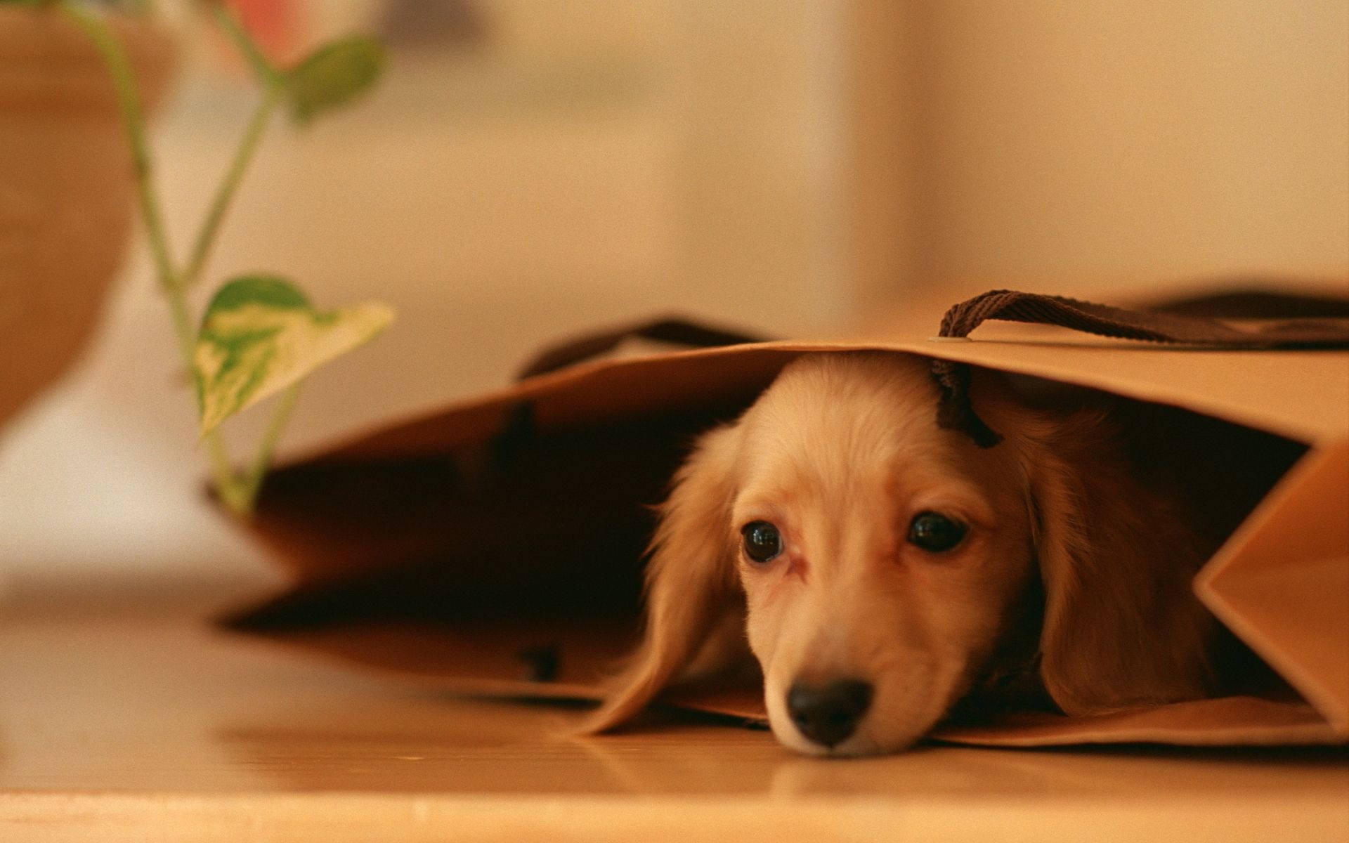可愛狗狗 桌布 壁紙 — 一隻小臘腸犬幼犬從木質表面上的棕色紙袋內探出頭來，光線柔和溫暖。