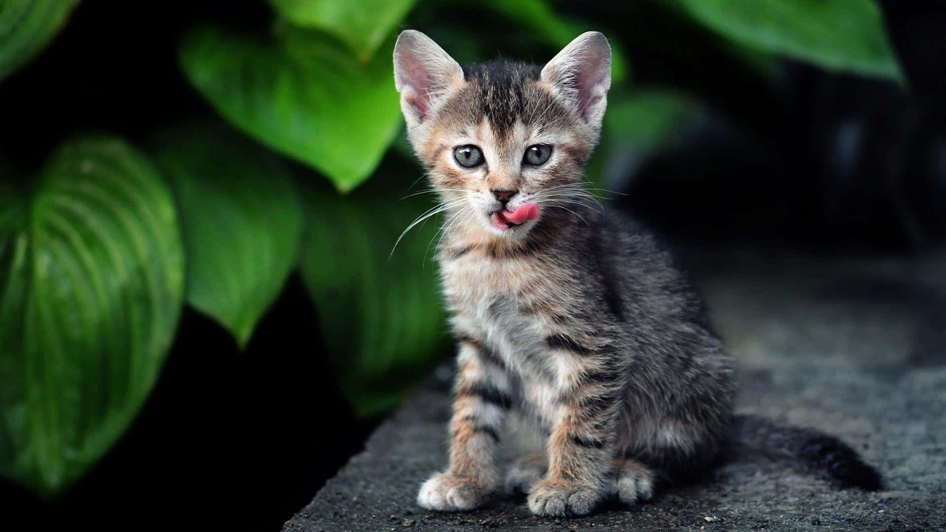 Tabby Cat 桌布 壁紙 — 一隻小虎斑貓咪，有著大大的藍眼睛，坐在被茂密綠葉環繞的石頭上舔鼻子。