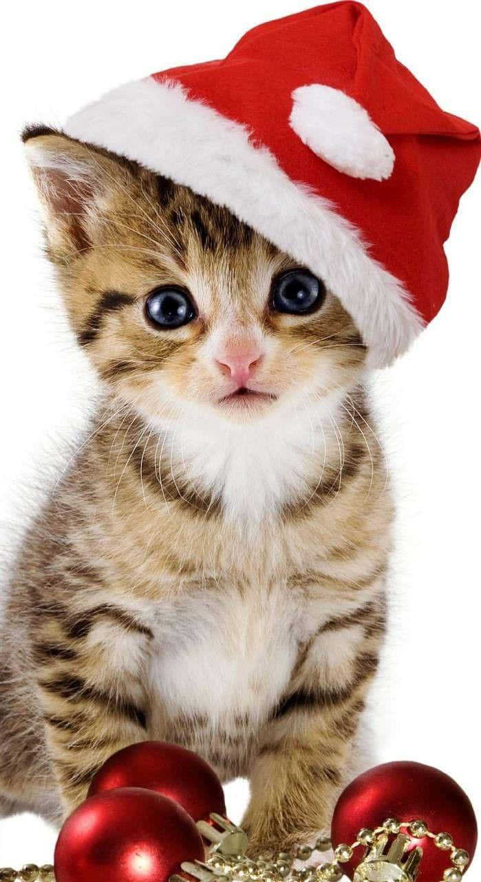 Cute Cat 桌布 壁紙 — 一隻小虎斑貓咪，有著大大的藍色眼睛，戴著紅色聖誕帽，坐在閃亮的紅色聖誕裝飾旁邊。