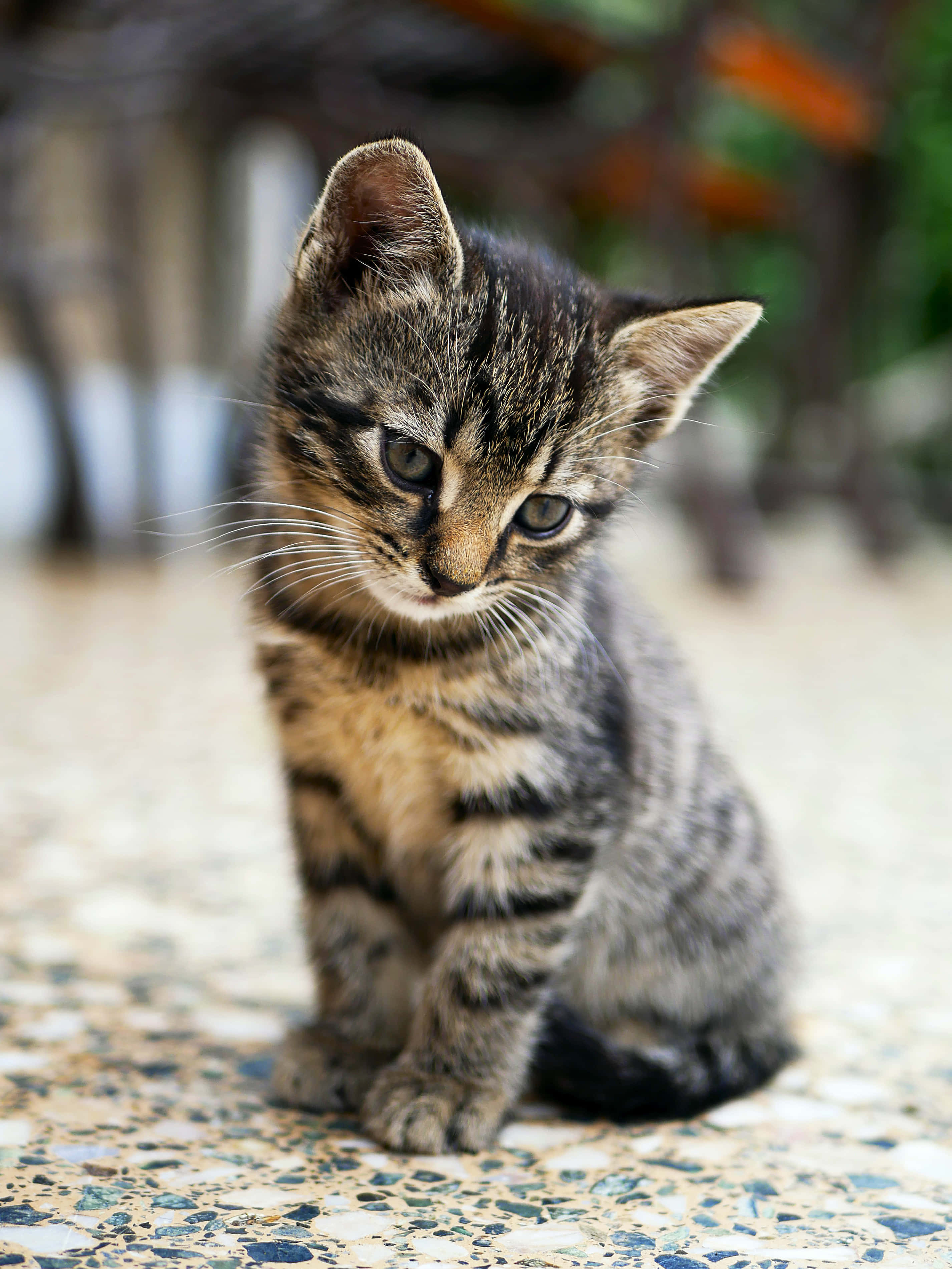 Beautiful Cats 桌布 壁紙 — 一隻小虎斑貓咪，有著引人注目的綠色眼睛，專注地坐在室外的馬賽克瓷磚地板上。