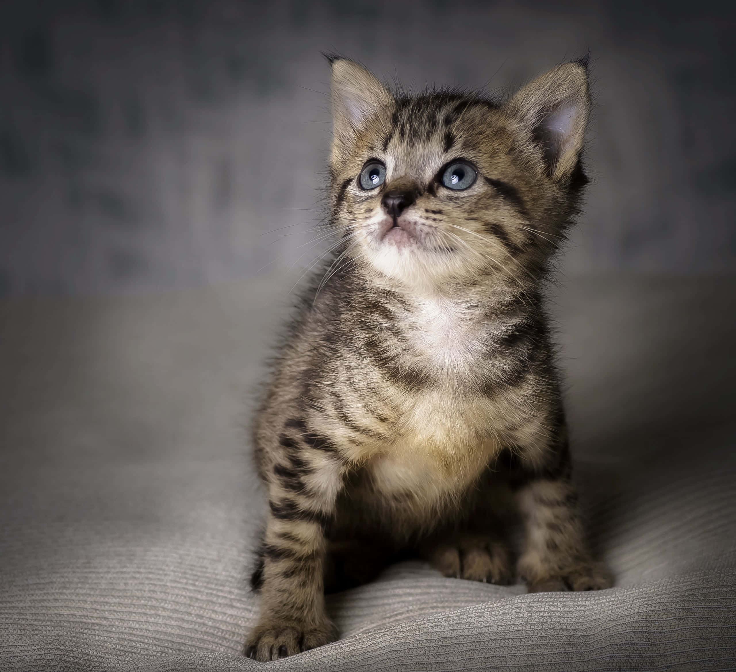 baby cat 桌布 壁紙 — 一隻小虎斑貓咪，有著引人注目的藍色眼睛，警覺地坐在有紋理的灰色表面上，好奇地向上看。