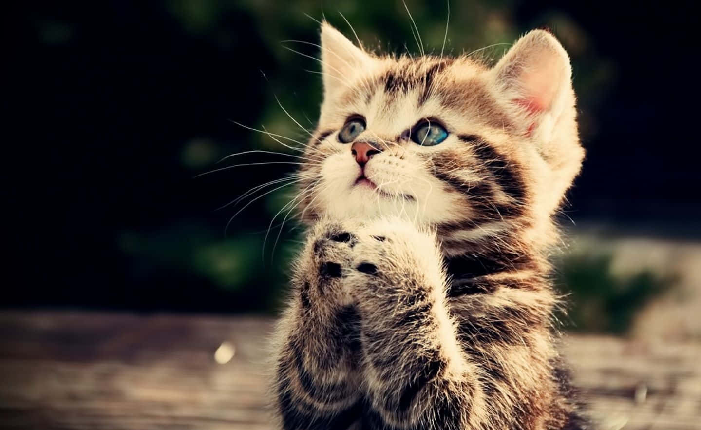 Cat Desktop 桌布 壁紙 — 一隻小虎斑貓咪，有著引人注目的藍色眼睛，爪子合攏做出祈禱般的姿勢向上看。