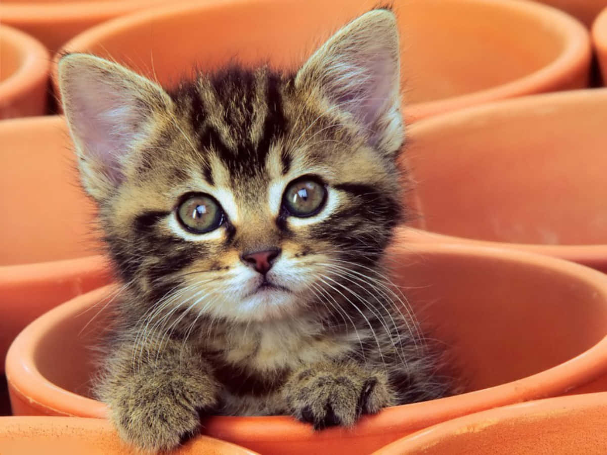 baby cat 桌布 壁紙 — 一隻小虎斑貓咪，有著綠色大眼睛，好奇地從陶盆邊緣偷看。