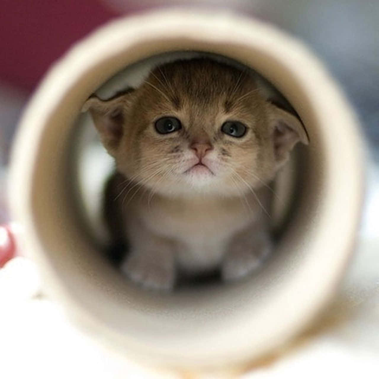 Cute Baby Animal 桌布 壁紙 — 一隻小虎斑貓好奇地透過紙板管的圓形開口偷看。