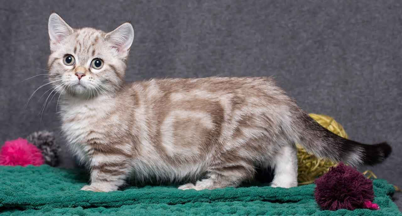 Munchkin Cat 桌布 壁紙 — 一隻小虎斑貓睜大眼睛，警覺地站在綠色有紋理的毯子上，旁邊有色彩繽紛的毛線球，背景是灰色。