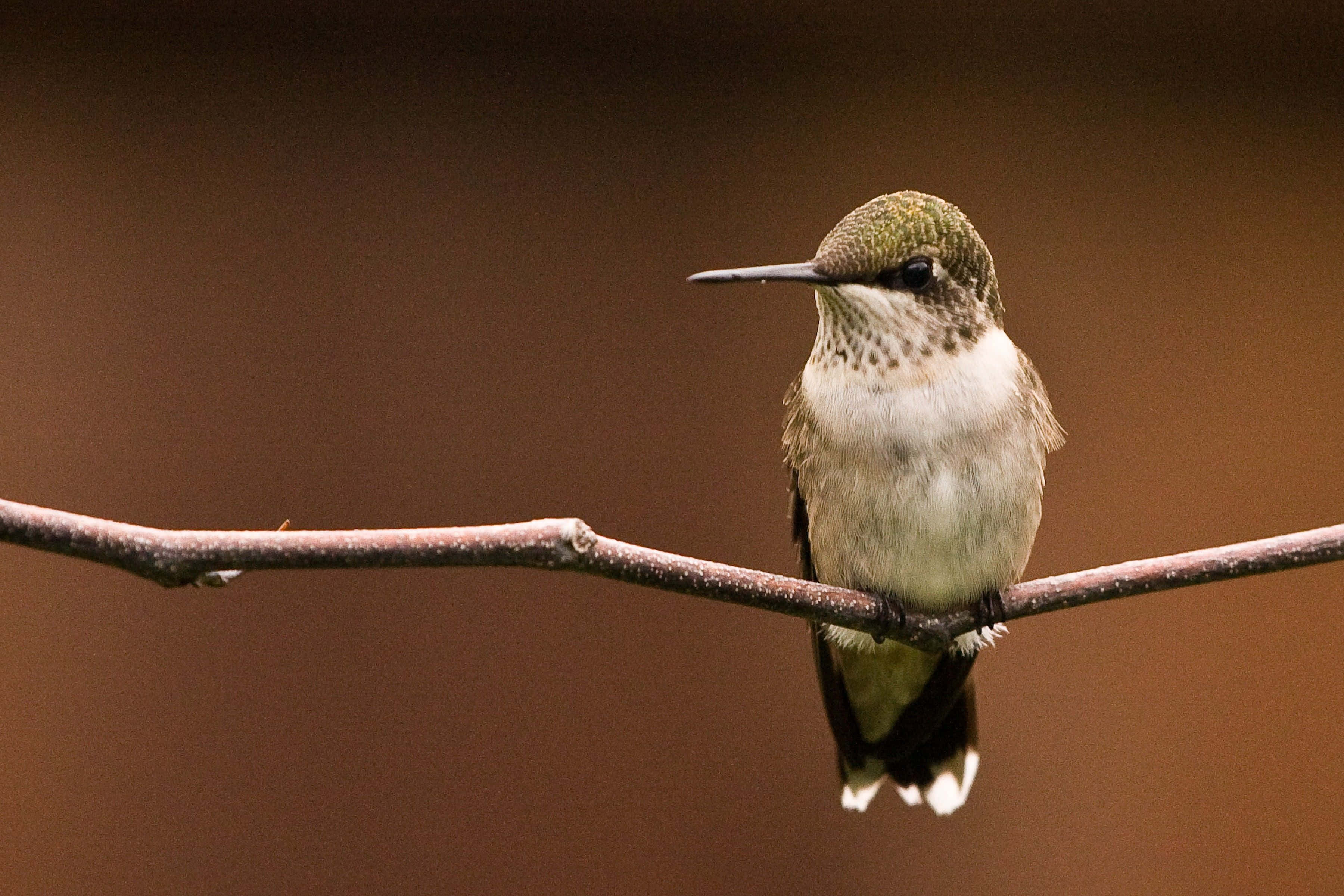 Hummingbird Nest 桌布 壁紙 — 一隻小蜂鳥優雅地棲息在纖細的樹枝上，背景是柔和的棕色模糊效果。