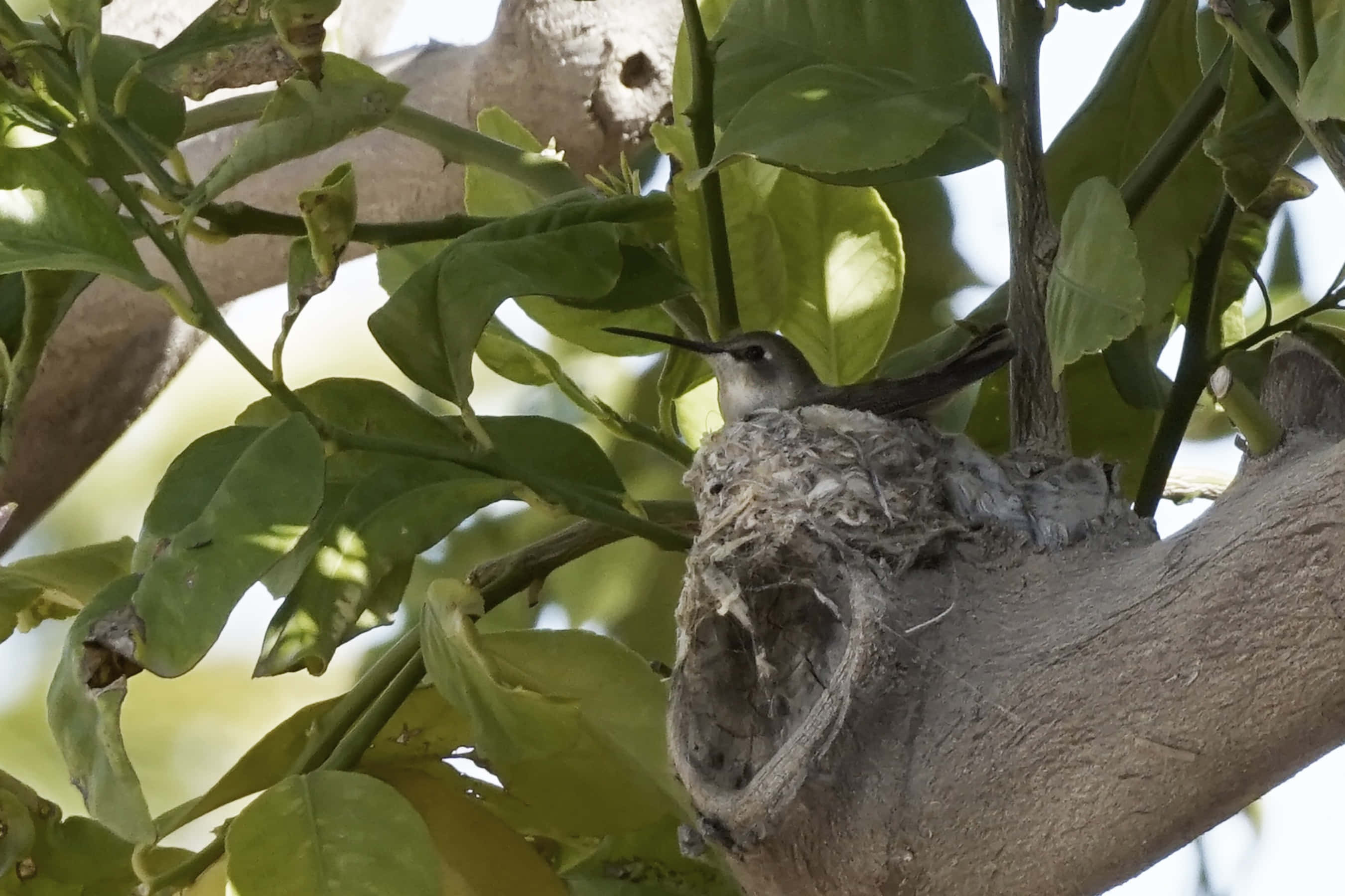 Hummingbird Nest 桌布 壁紙 — 一隻小蜂鳥棲息在牠精緻的巢中，巢穴隱藏在樹枝上茂密的綠葉之間。