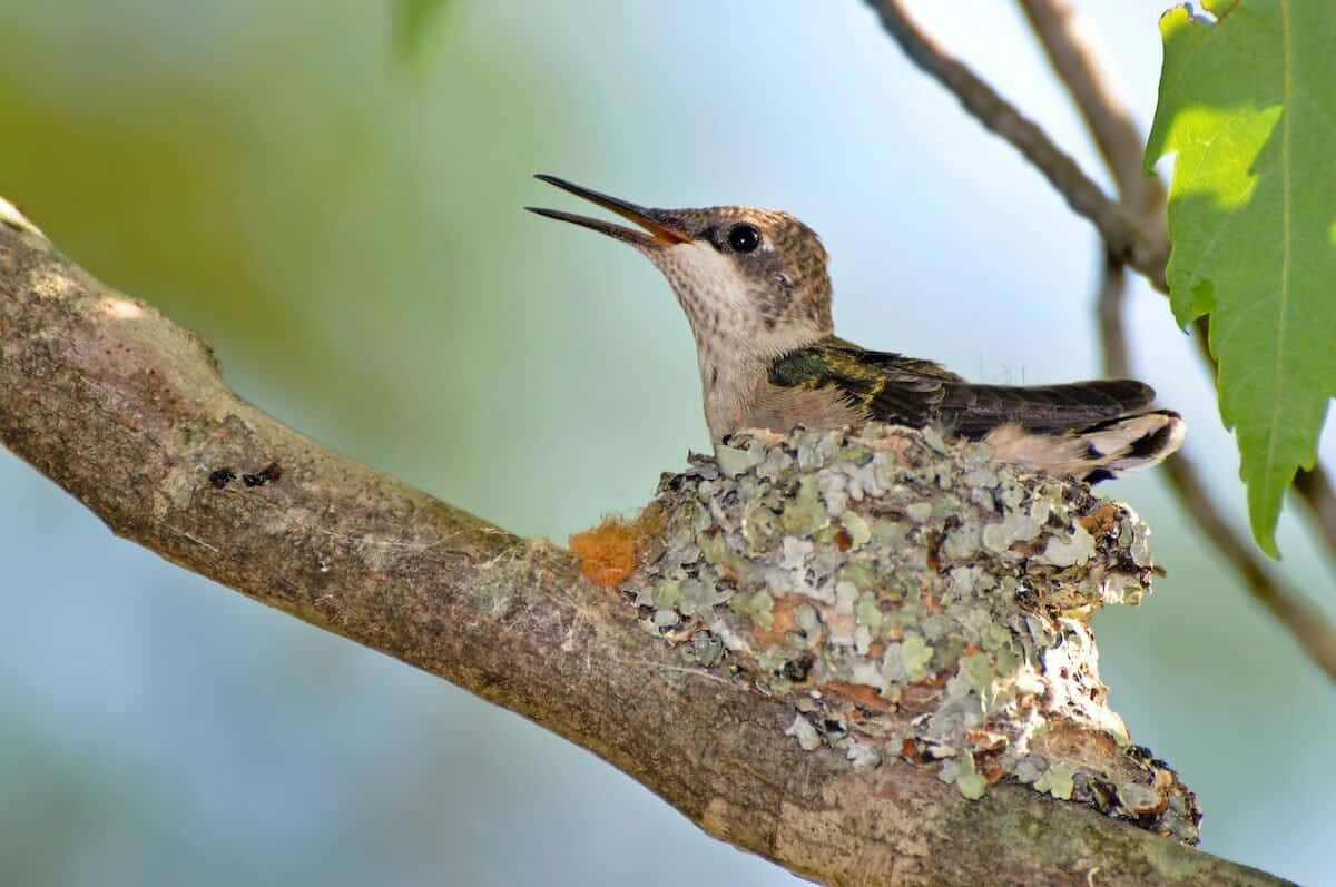 Hummingbird Nest 桌布 壁紙 — 一隻小蜂鳥棲息在長滿地衣的樹枝上，張開喙，背景是柔和的綠色和藍色模糊效果。