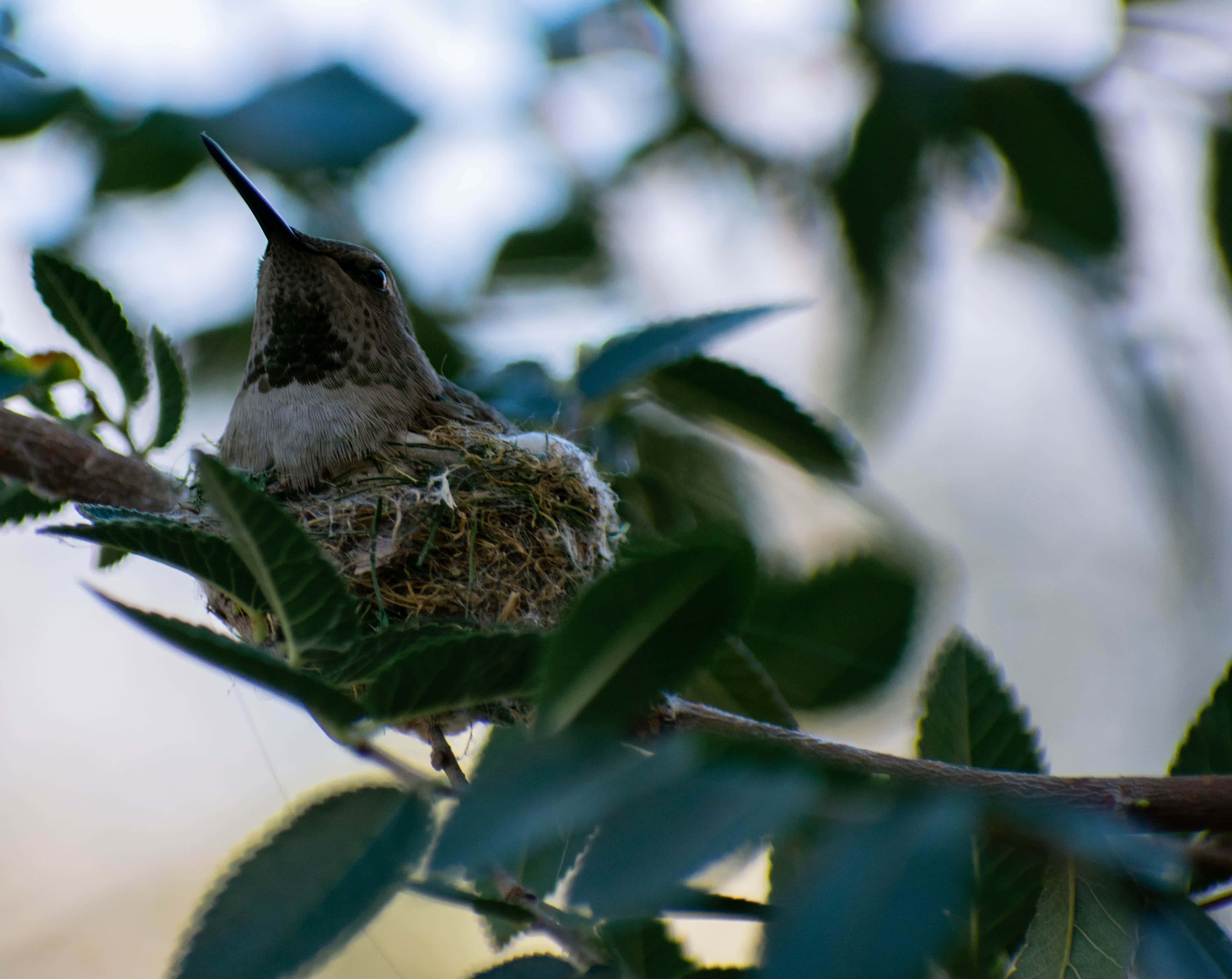 Hummingbird Nest 桌布 壁紙 — 一隻小蜂鳥警覺地棲息在牠那精緻的杯狀巢中，巢穴 nestled 在充滿活力的綠葉之間。