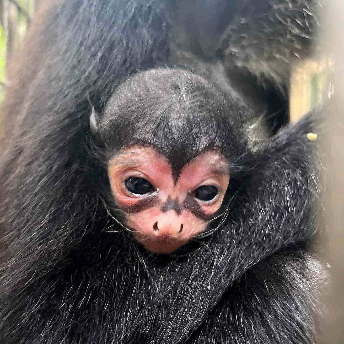 Baby Monkey 桌布 壁紙 — 一隻小蜘蛛猴的特寫，有大黑眼睛和粉紅色臉龐，依偎在母親的黑色毛皮中。