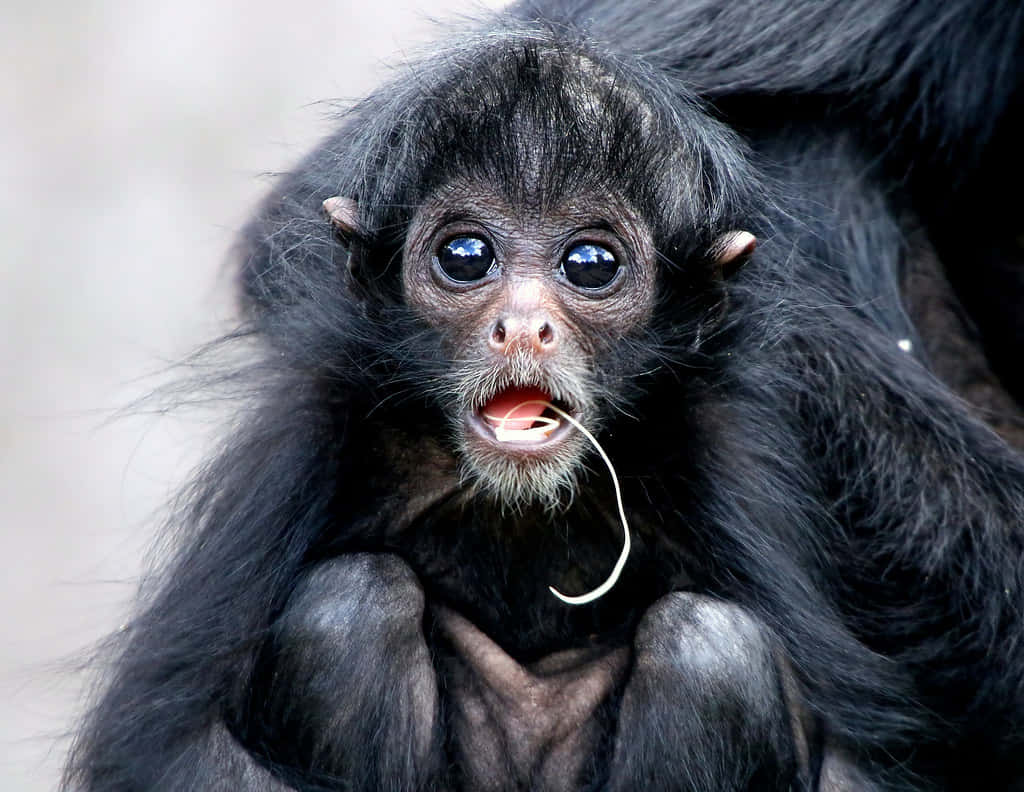Baby Monkey 桌布 壁紙 — 一隻小蜘蛛猴的近距離特寫，有著好奇的大眼睛，嘴裡含著一根纖維。