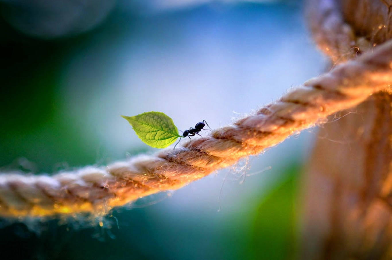 ant 桌布 壁紙 — 一隻小螞蟻在柔和模糊的自然背景下，帶著一片鮮綠色的葉子橫跨一條陽光照射的繩索。