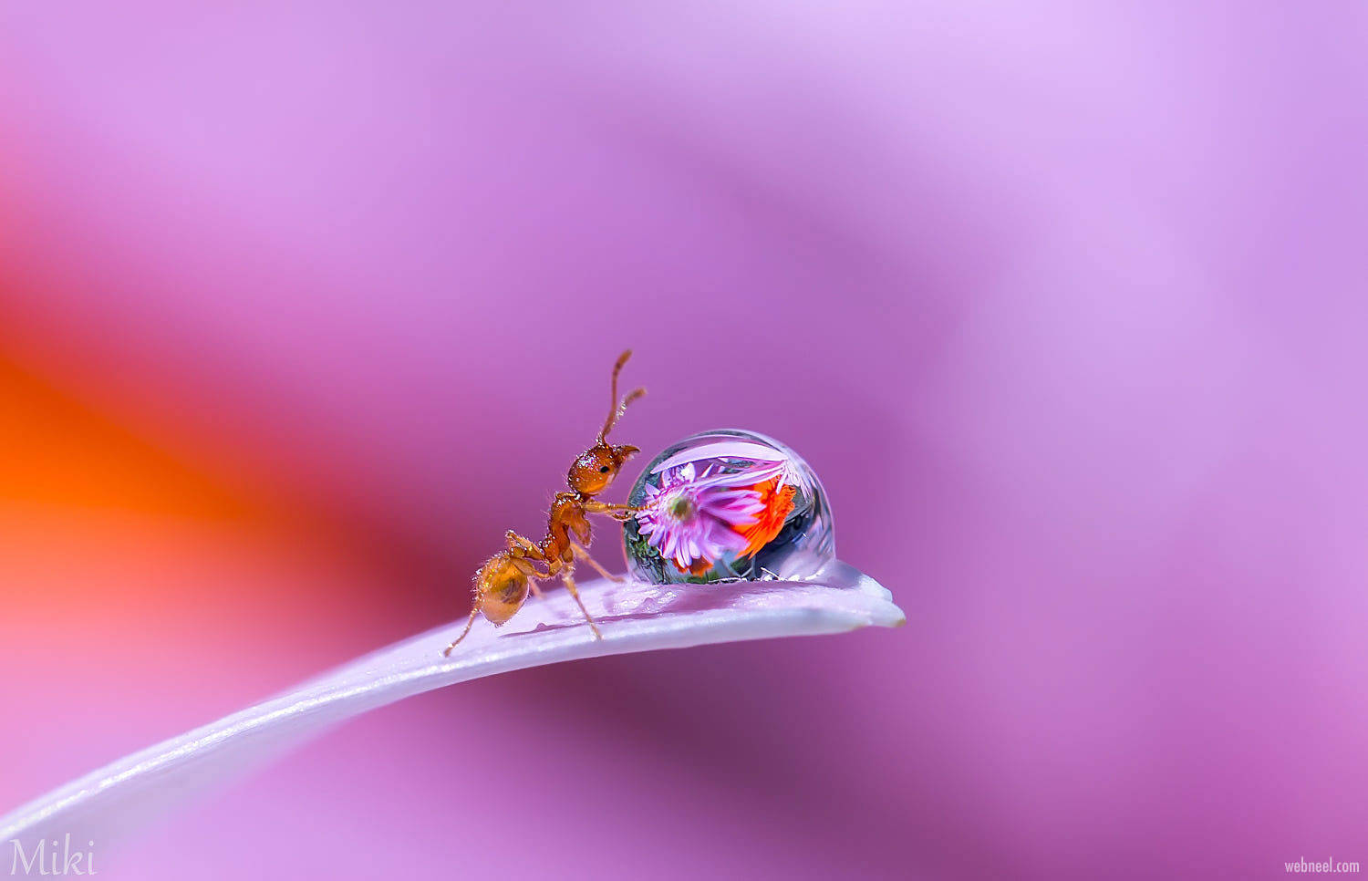 ant 桌布 壁紙 — 一隻小螞蟻在柔軟的紫色花瓣上探索一顆反射著鮮豔花朵的露珠。