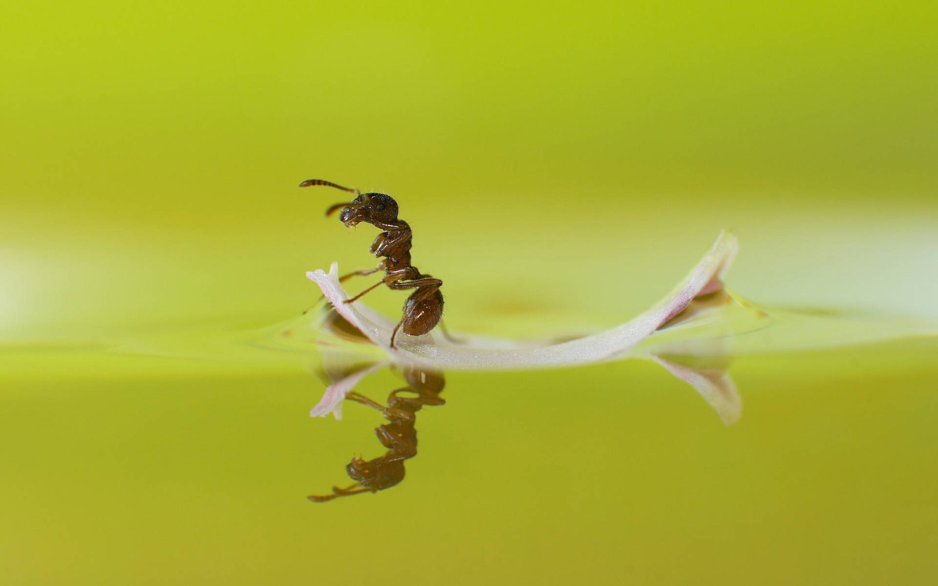 ant 桌布 壁紙 — 一隻小螞蟻在漂浮於翠綠水面上的精緻白色花瓣上行走，形成完美的倒影。