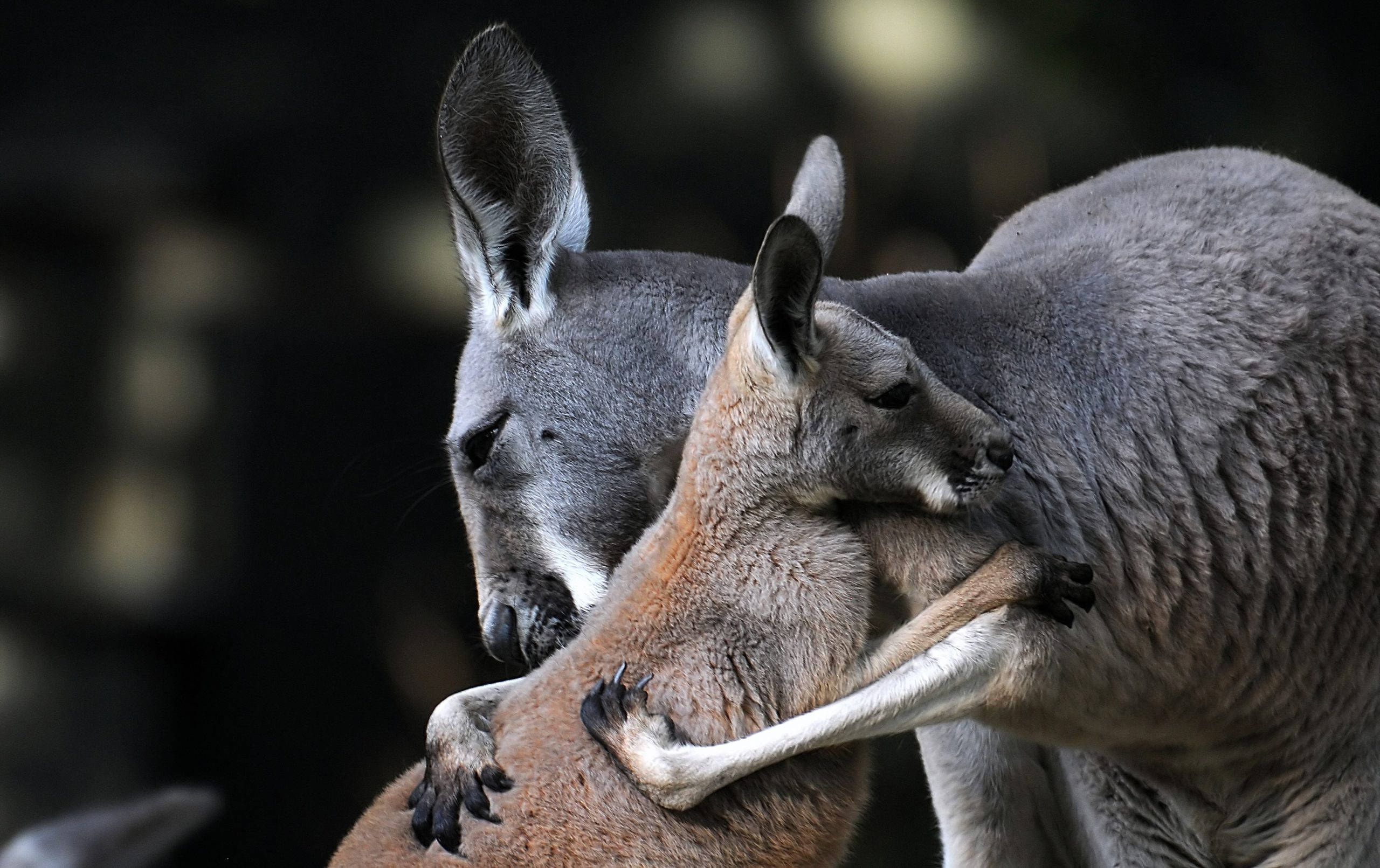 Kangaroo 桌布 壁紙 — 一隻小袋鼠緊貼著媽媽袋鼠的溫馨母愛時刻特寫。