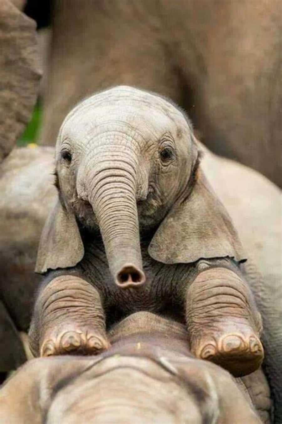 Cute Elephant 桌布 壁紙 — 一隻小象棲息在媽媽背上，有著好奇的眼睛和皺巴巴的灰色皮膚的特寫。