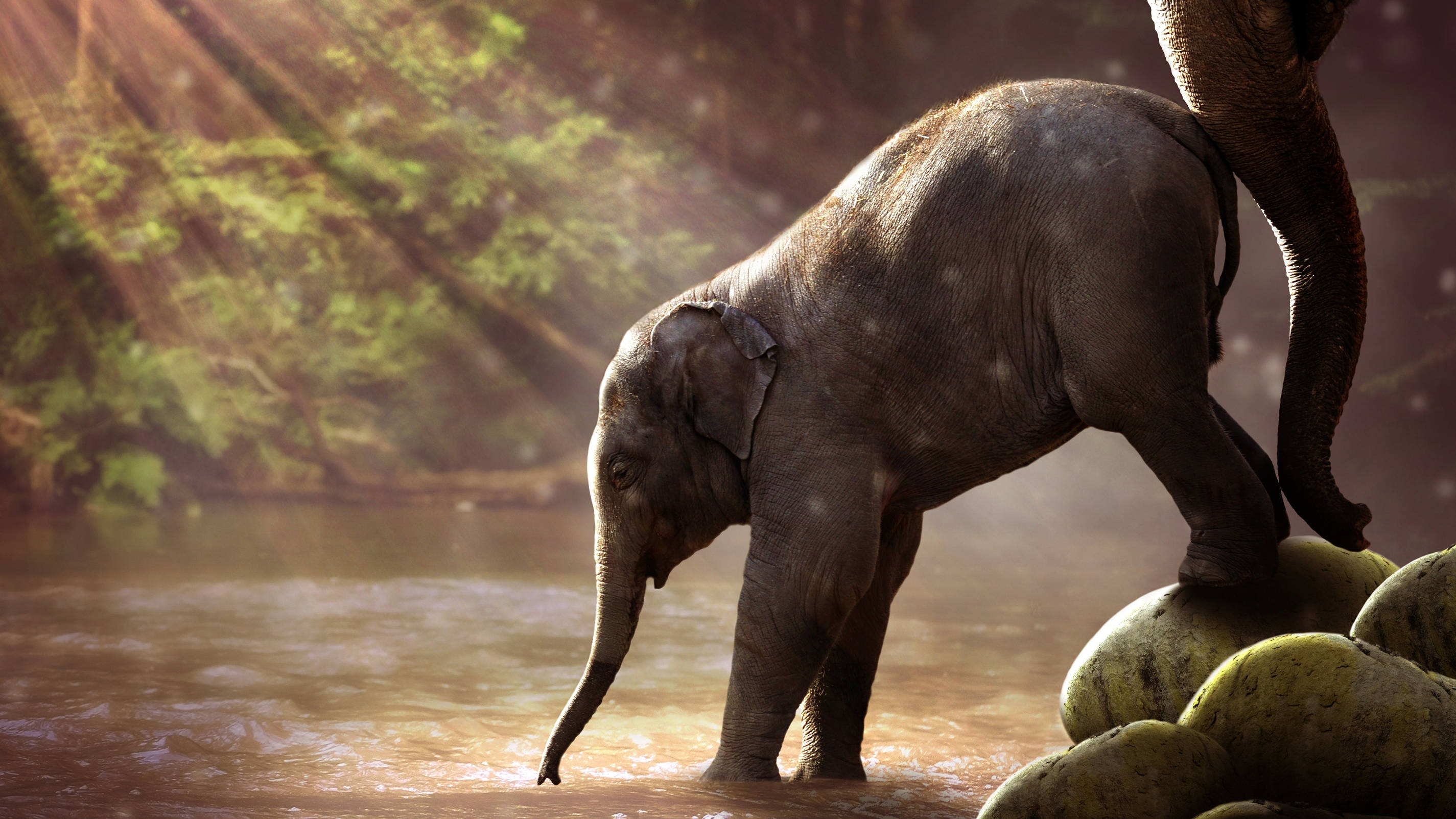 Elephant HD 桌布 壁紙 — 一隻小象站在陽光照耀的河流中，光線穿過樹木，附近一頭成年象的鼻子向下伸來。