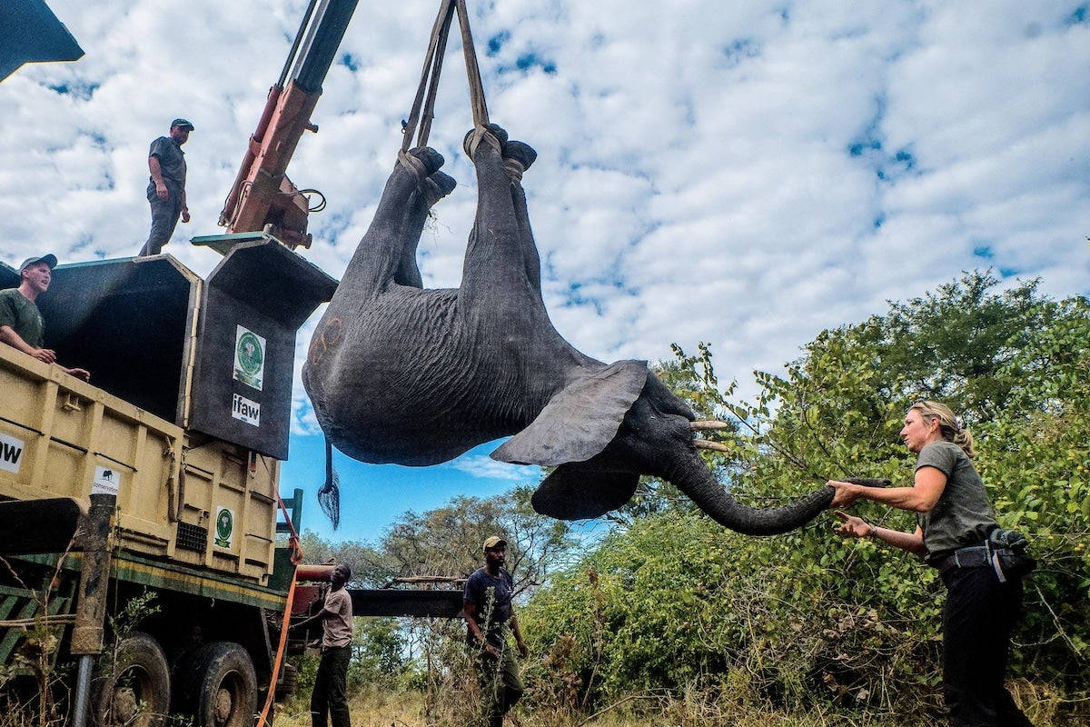 Malawi 桌布 壁紙 — 一隻小象被起重機倒吊著，野生動物救援人員站在多雲天空下的草原稀樹草原上引導牠的象鼻。