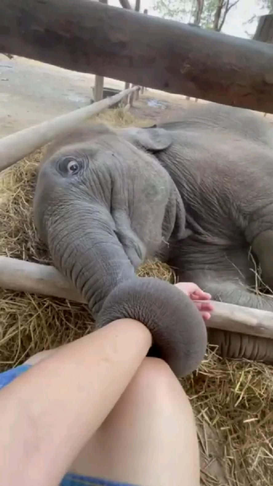 動物 桌布 壁紙 — 一隻小象躺在圍欄內的乾草上，輕輕地用鼻子纏繞著一個人的手。