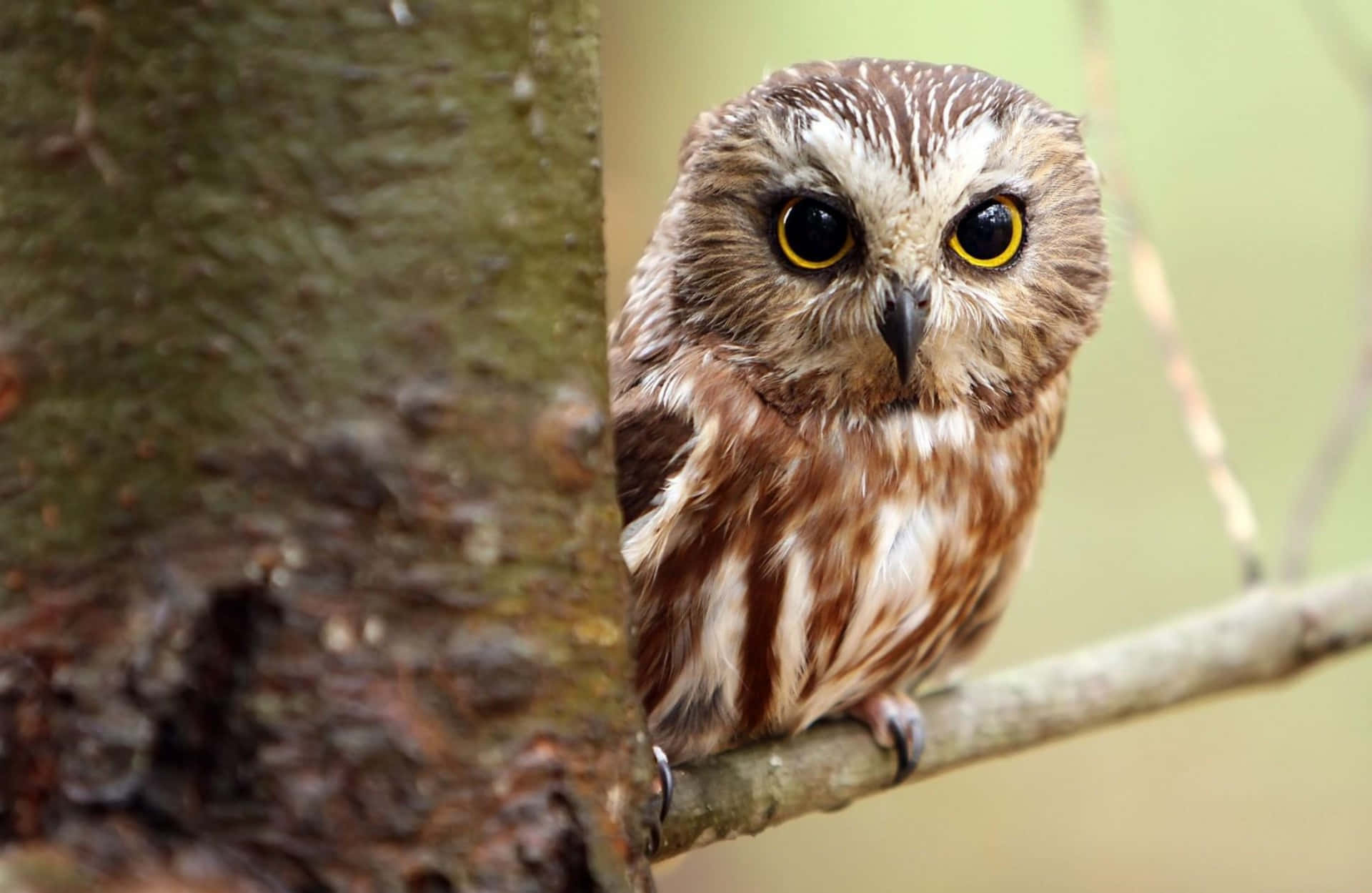 Baby Owl 桌布 壁紙 — 一隻小貓頭鷹有著引人注目的黃色眼睛，警覺地棲息在樹枝上，其棕色和白色的羽毛與樹皮融為一體。
