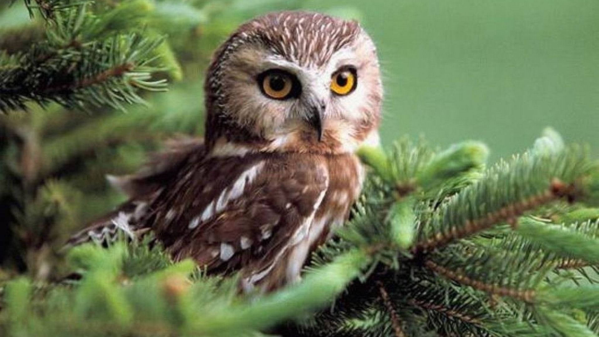 Baby Owl 桌布 壁紙 — 一隻小貓頭鷹的特寫，有明亮的黃色眼睛，棲息在綠色松針之間。