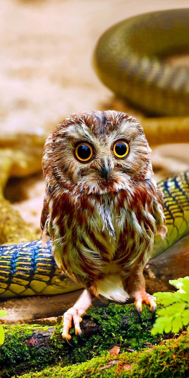 Owl Phone 桌布 壁紙 — 一隻小貓頭鷹睜著黃色大眼睛，警覺地棲息在森林環境中長滿苔蘚的木頭上，旁邊有一條盤繞的蛇。