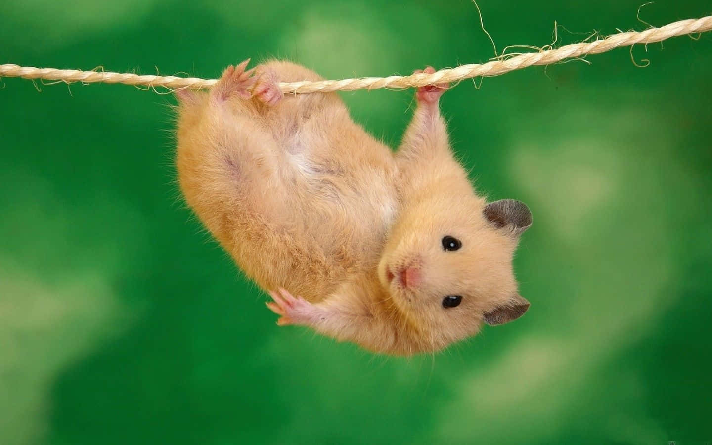 Rat 桌布 壁紙 — 一隻小金倉鼠倒掛在繩子上，背景是柔和的綠色。