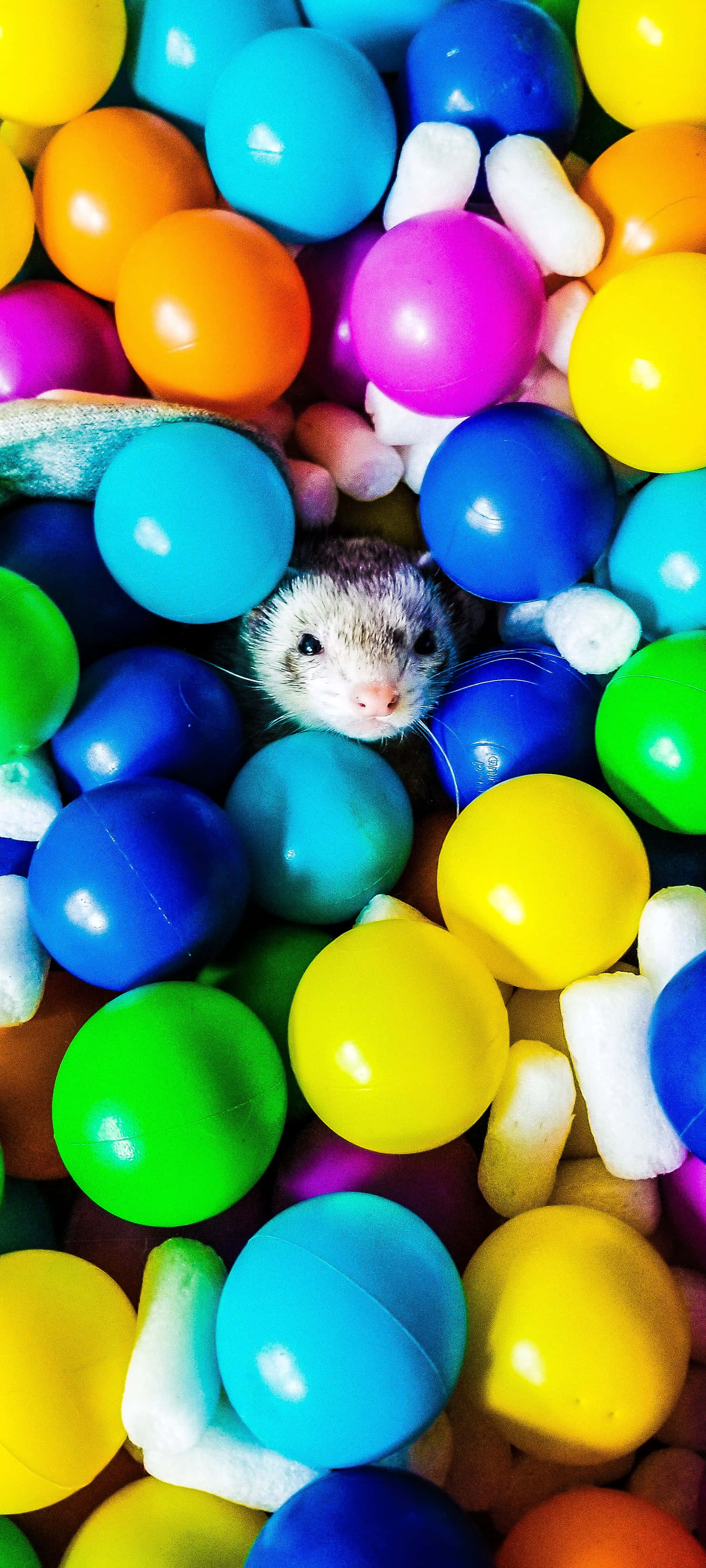 Ferret 桌布 壁紙 — 一隻小雪貂從色彩繽紛的塑膠球海中好奇地探出頭來。