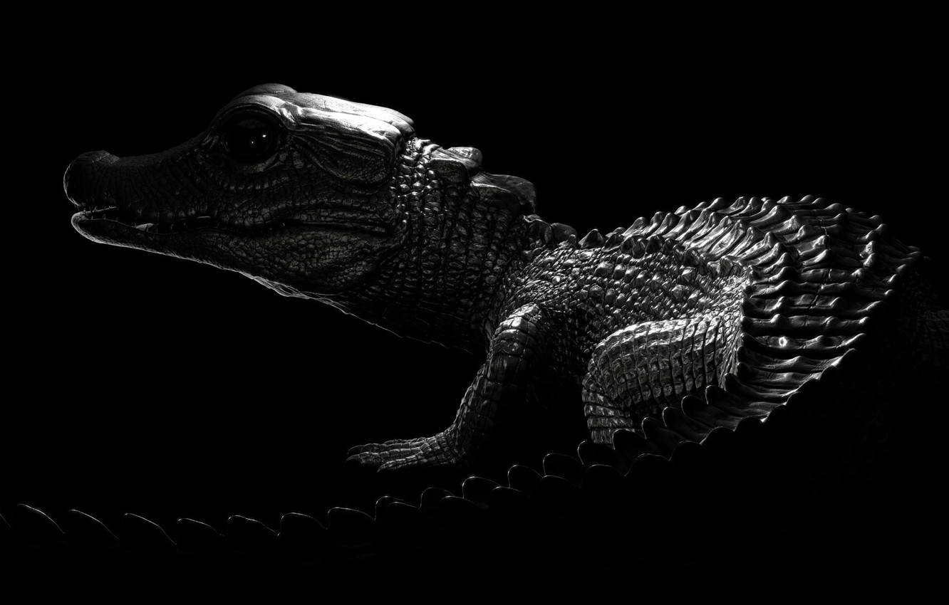Alligator 桌布 壁紙 — 一隻小鱷魚在純黑背景上以剪影呈現，帶有細緻紋理皮膚的戲劇性黑白肖像。
